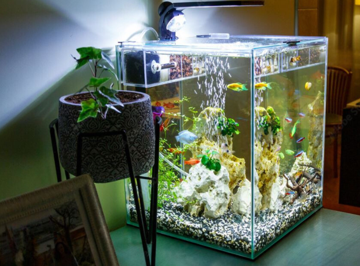 Pierwsze akwarium: jak odpowiednio je zaaranżować?