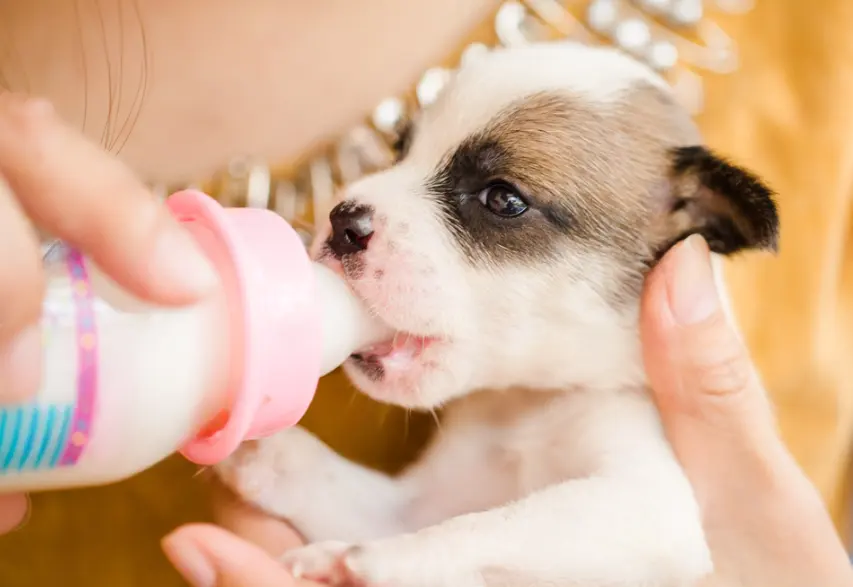 Mleko zastępcze dla szczeniaka – kiedy i jak podawać?